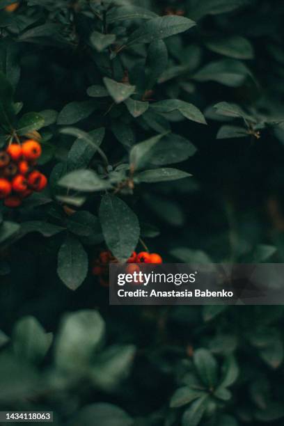 cranberries and green foliage - cranberry harvest 個照片及圖片檔