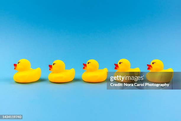 rubber ducks in a line on blue background - duckling foto e immagini stock