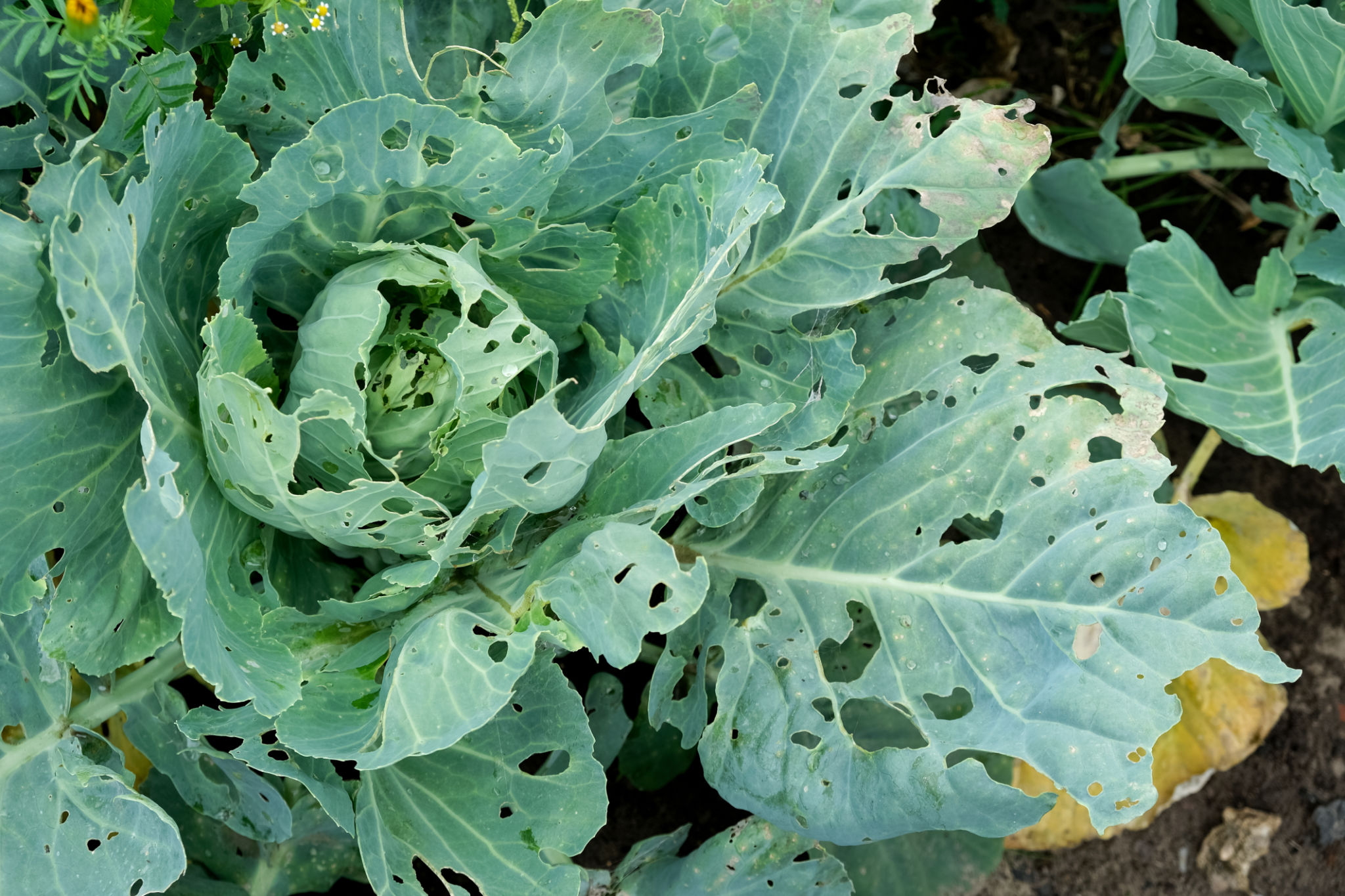 garden pests