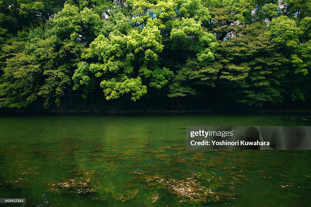 Green trees and green river