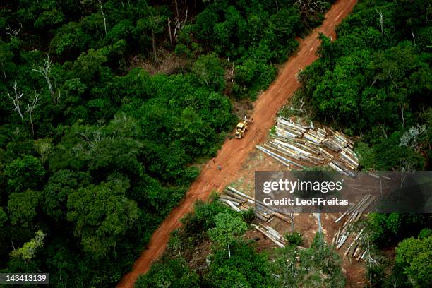 forest - foret amazonienne photos et images de collection