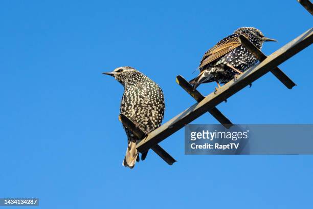 two starlings sitting on a tv arial. - fernsehantenne stock-fotos und bilder
