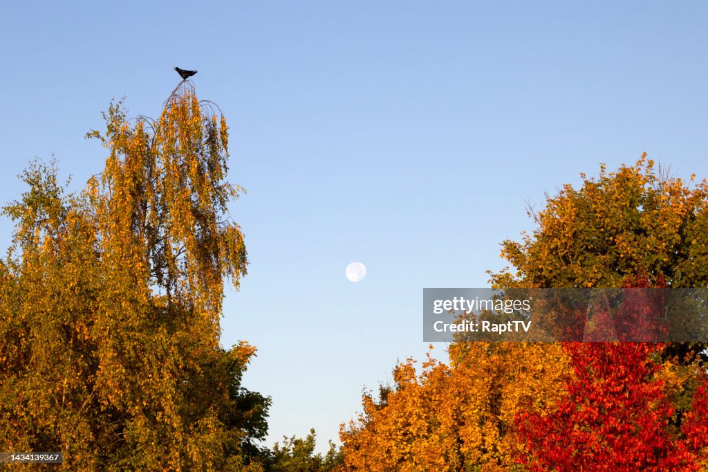 Cawing Rooks A Rook Cawing At The Top Of A Weeping Birch Tree In Autumn Above The ...