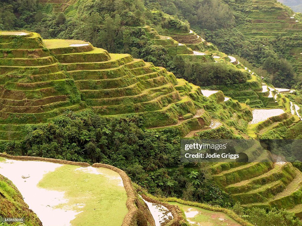 Ifugao rice terraces