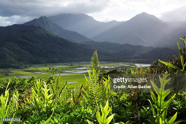 hanalei national wildlife refuge - princeville stock pictures, royalty-free photos & images