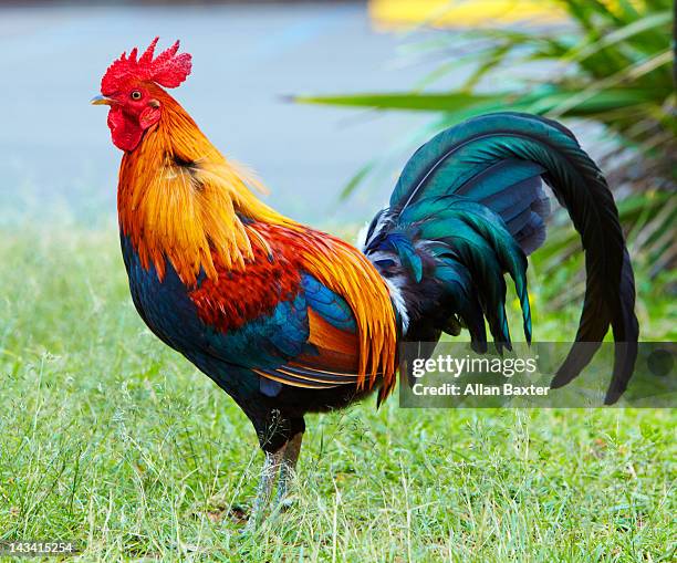 rooster in field - rooster stock pictures, royalty-free photos & images