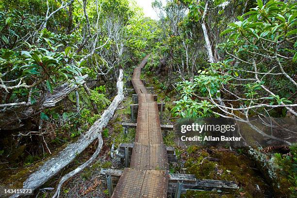 alakai swamp trail - princeville stock pictures, royalty-free photos & images