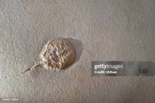 arthropod limulus fossil in rock - ordovicium stockfoto's en -beelden