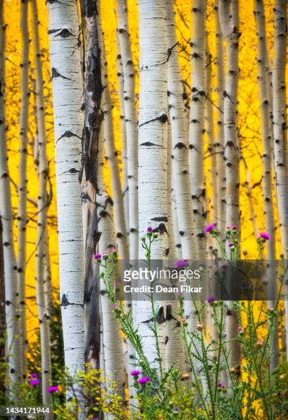 aspen grove with striking white tree trunks - birch tree forest stock pictures, royalty-free photos & images