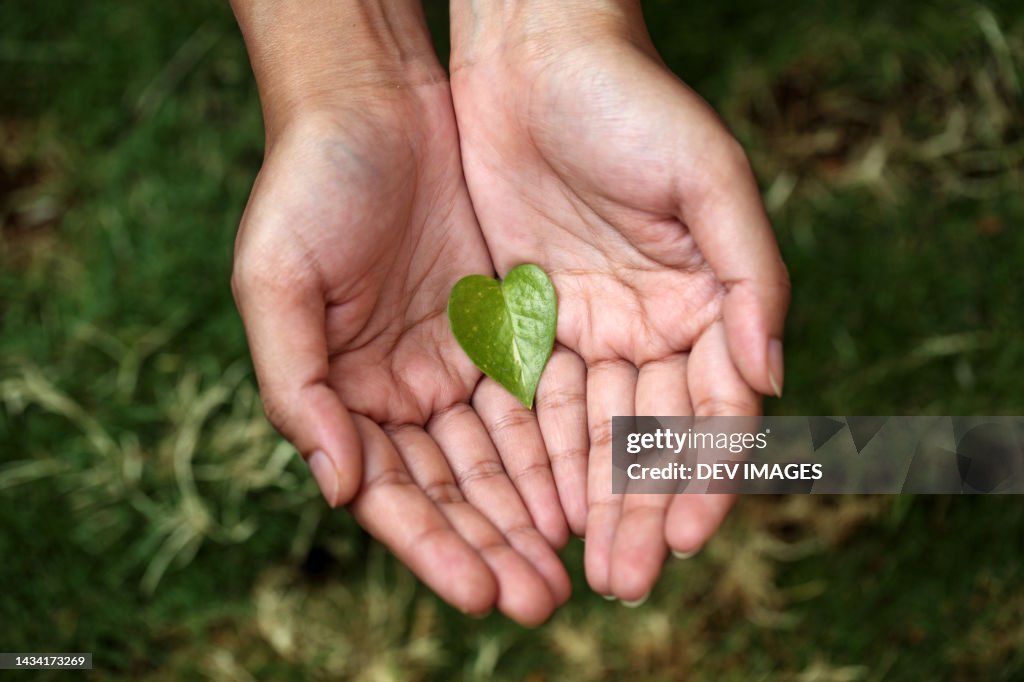 Hands holding heart shaped green leaf
