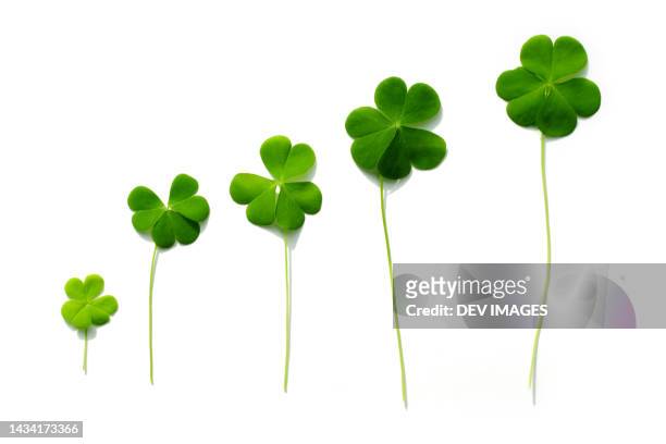 three leaf clovers on white background - shamrock stock pictures, royalty-free photos & images