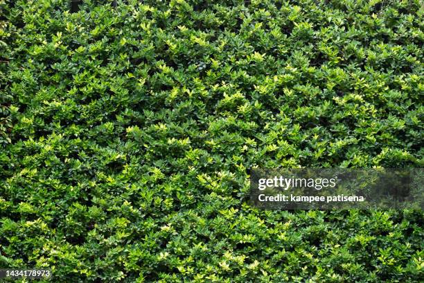 full frame of texture, green leaves realistic seamless background - gedeihend stock-fotos und bilder