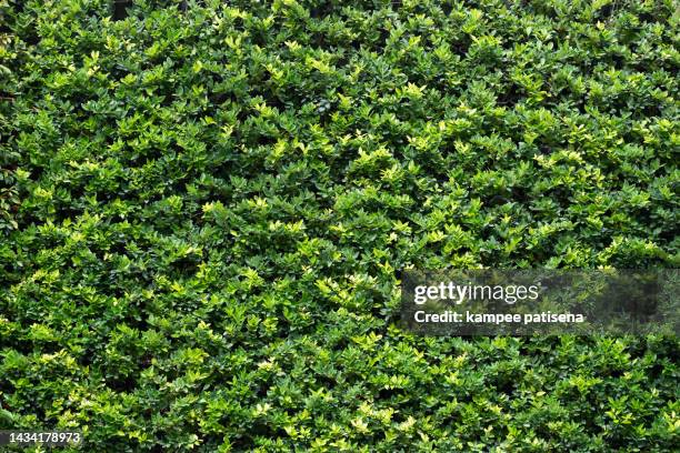full frame of texture, green leaves realistic seamless background - bush foto e immagini stock