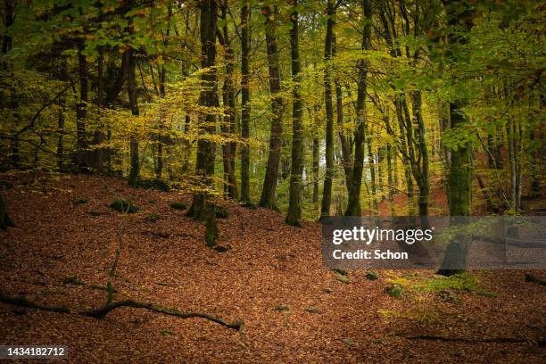 beech forest with a path in autumn - halland stock pictures, royalty-free photos & images