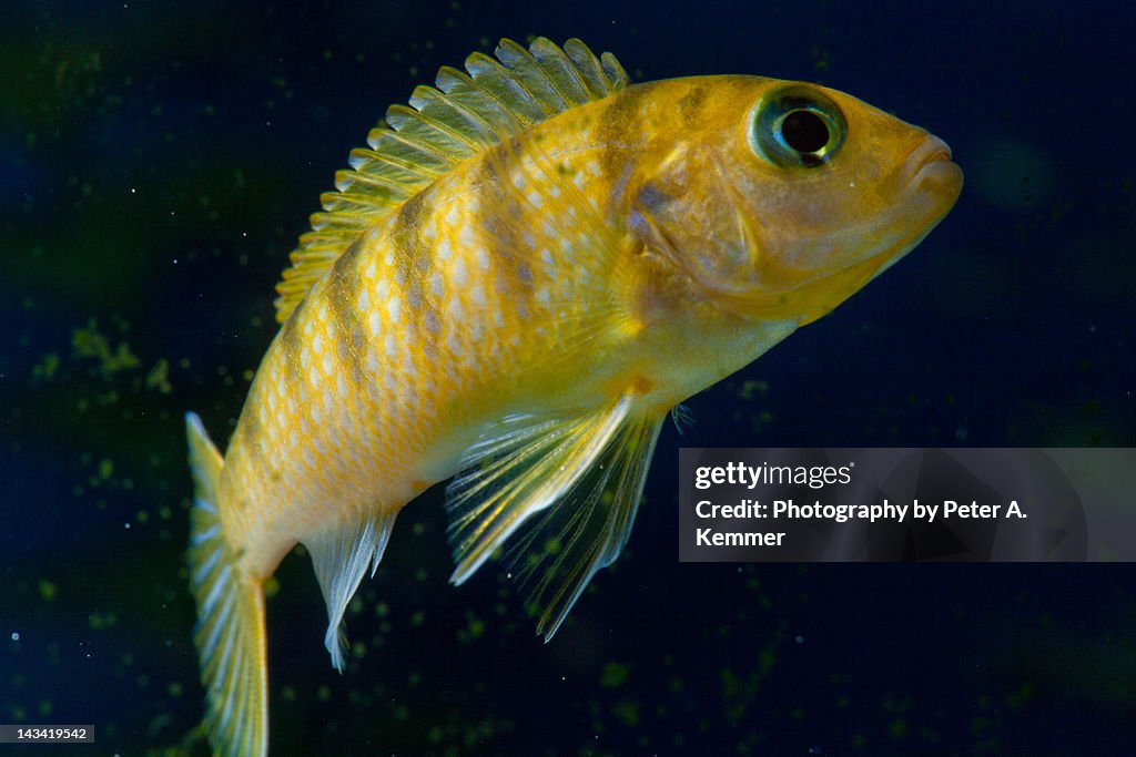 Yellow African Cichlid