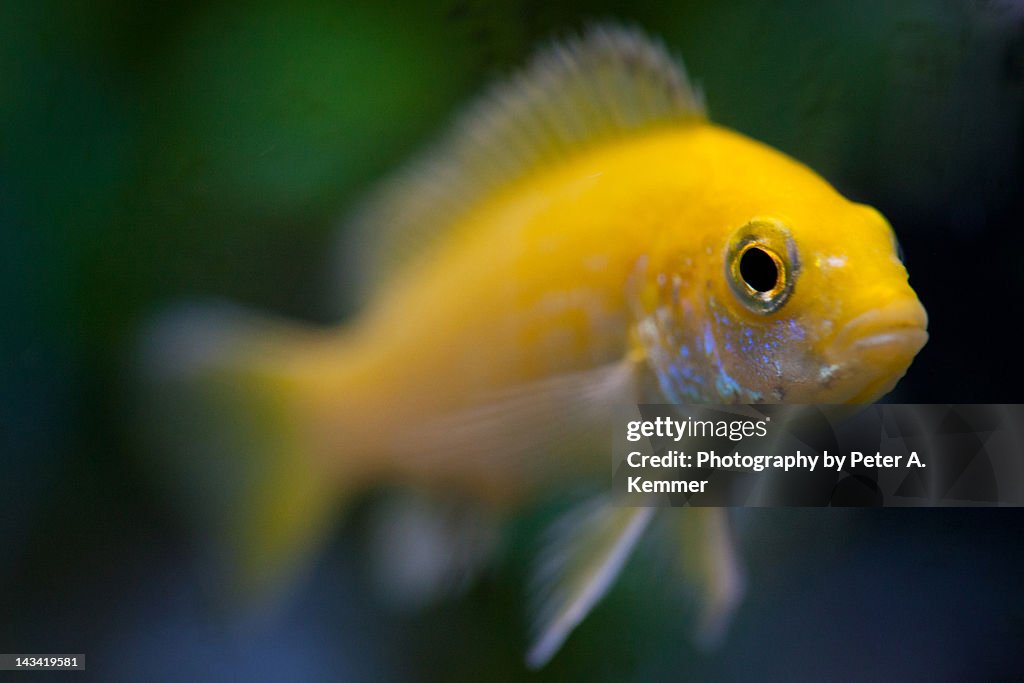 Yellow African Cichlid fish
