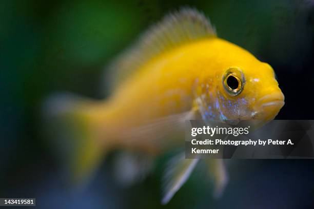 yellow african cichlid fish - african cichlid stock pictures, royalty-free photos & images