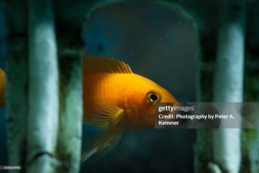Bright orange African Cichlid