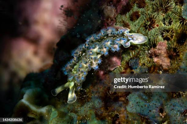 lettuce sea slug. - nudibranch stock pictures, royalty-free photos & images