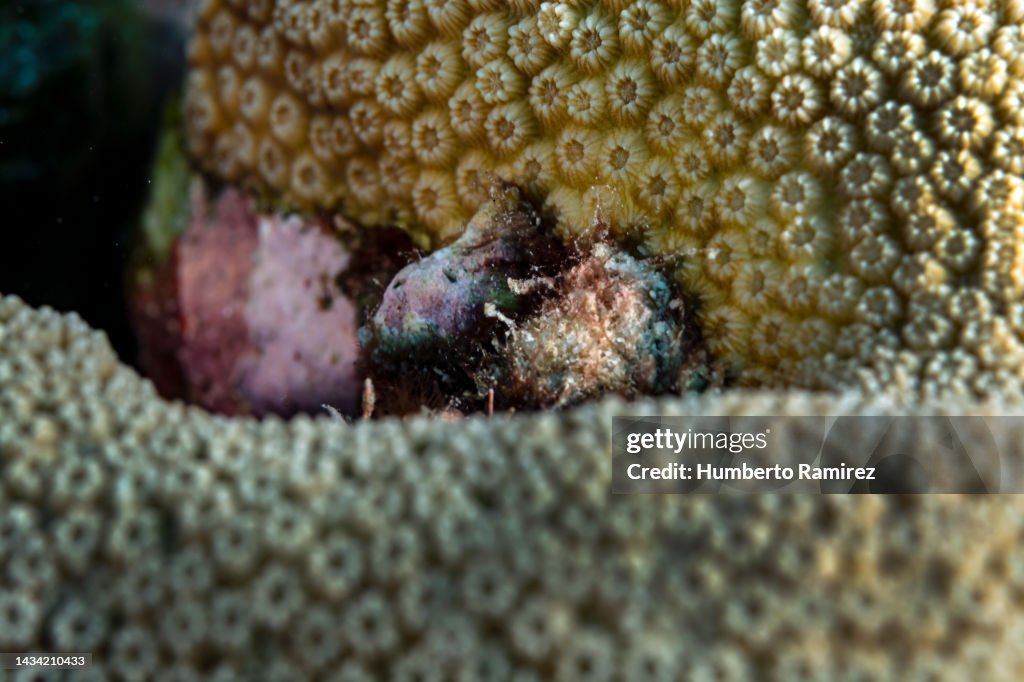 Sea Snail.