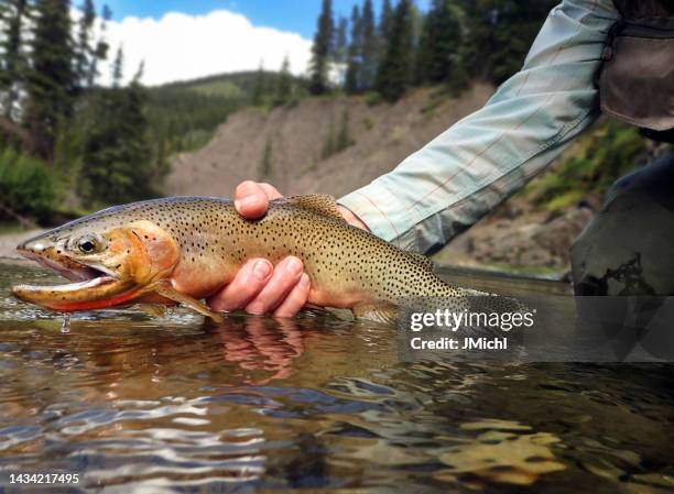 trucha degollada bonneville - fly fishing fotografías e imágenes de stock