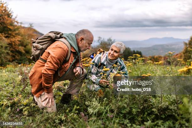 älteres paar genießt einen spaziergang in der natur an sonnigen tagen - heilpflanze stock-fotos und bilder