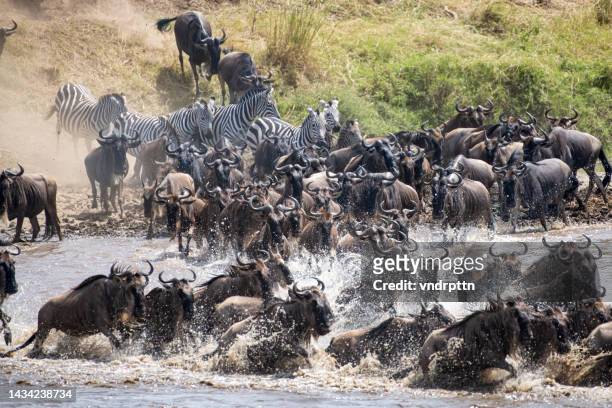 great migration - wildebeest stock pictures, royalty-free photos & images