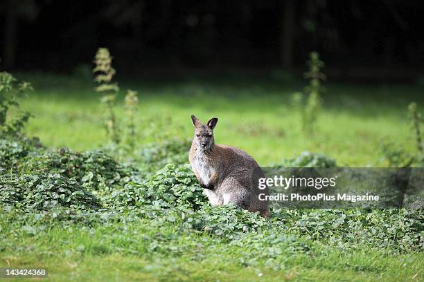 Wallaby browsing in short vegetation, taken on September 7, 2011.