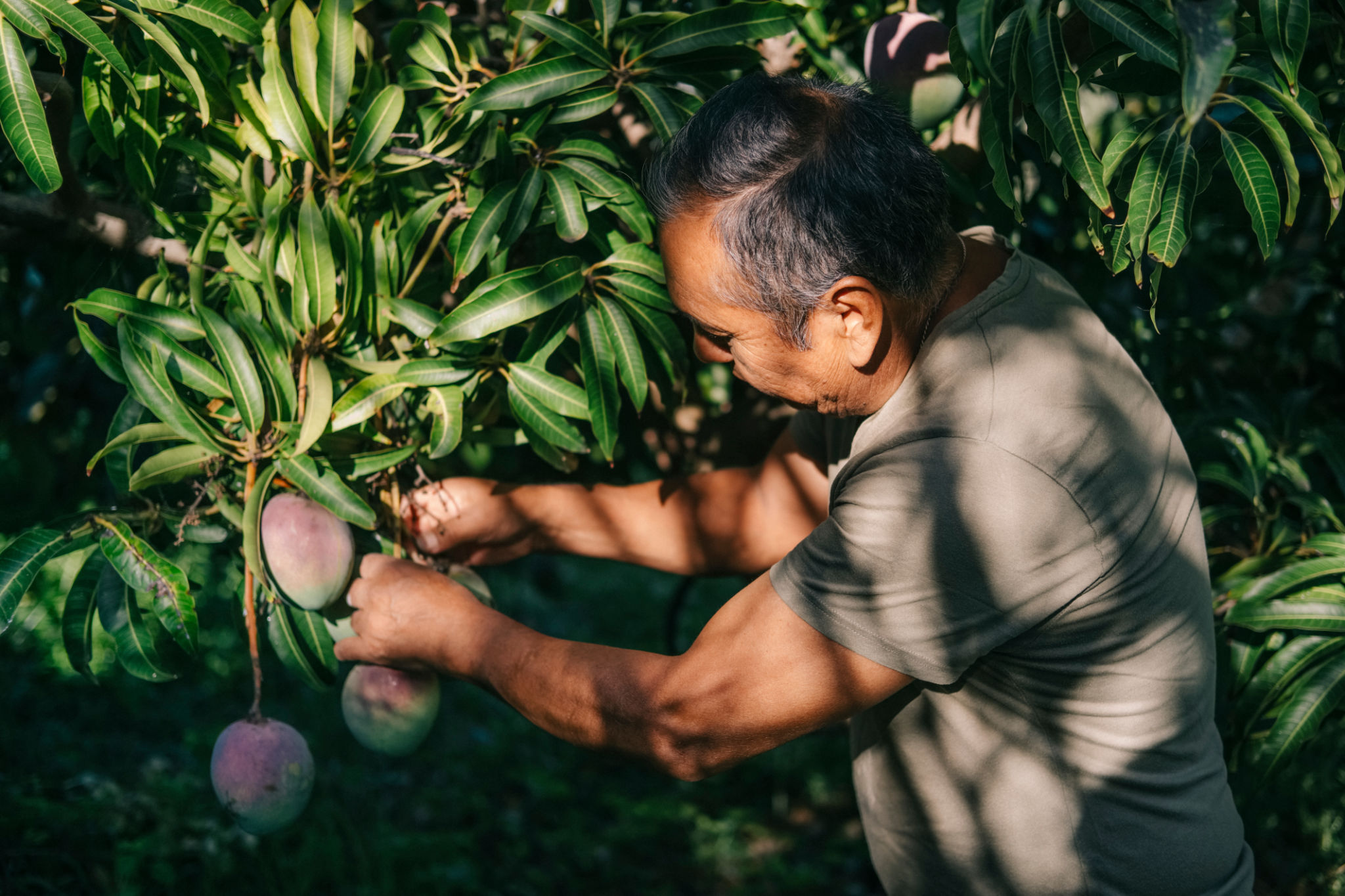 peruvian mango farm