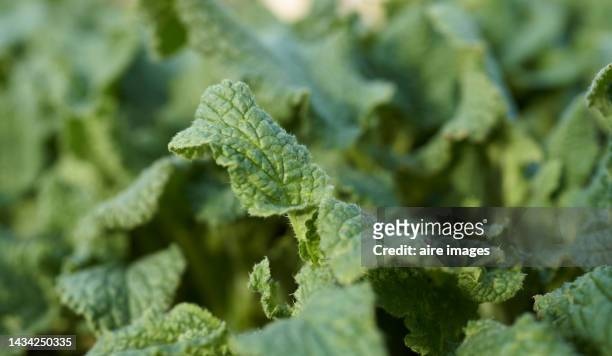 detail of borago officinalis leaf. edible plant in europe - borage stockfoto's en -beelden