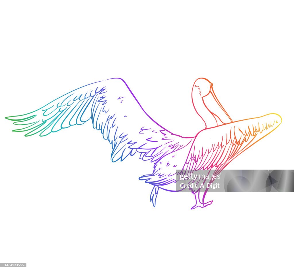 Pelican Taking Off Rainbow