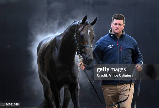 Profondo is seen after being washed during the Breakfast With The Best Trackwork Session at Moonee Valley Racecourse on October 18, 2022 in...