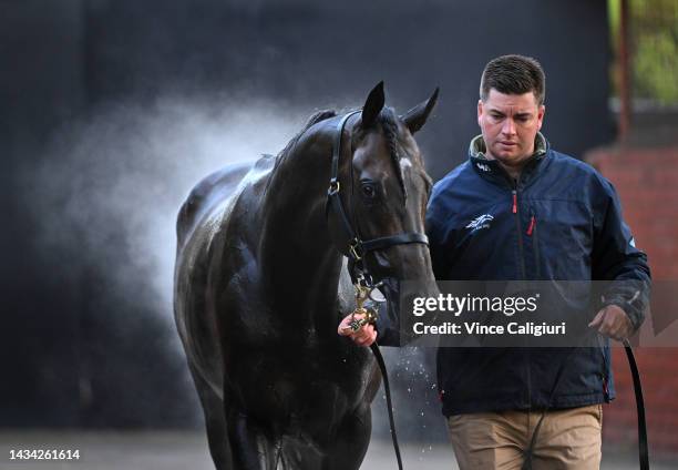 Profondo is seen after being washed during the Breakfast With The Best Trackwork Session at Moonee Valley Racecourse on October 18, 2022 in...