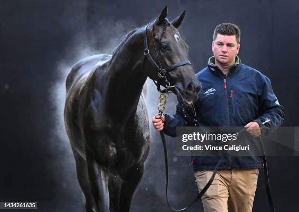 Profondo is seen after being washed during the Breakfast With The Best Trackwork Session at Moonee Valley Racecourse on October 18, 2022 in...