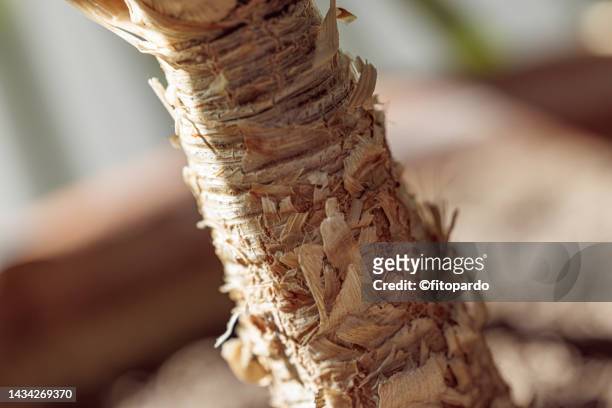 extreme close-up of a bonsai palm tree trunk - fitopardo stock pictures, royalty-free photos & images