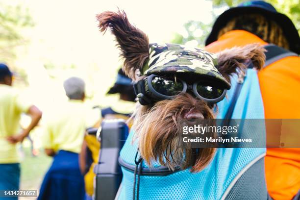 woman carries dog wearing goggles and hat in backpack - "marilyn nieves" stock pictures, royalty-free photos & images