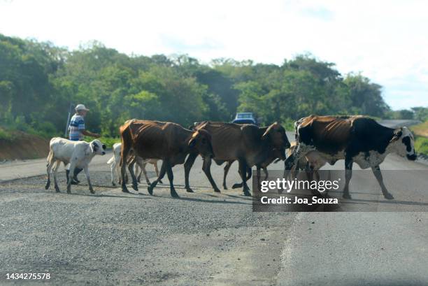 rinder überqueren die autobahn - milk way brazil stock-fotos und bilder