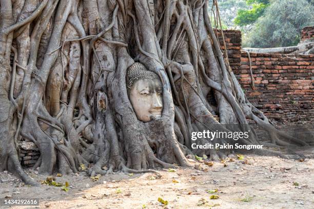 head of buddha statue in the tree roots at wat mahathat in ayutthaya province, thailand - ayuthaya stock pictures, royalty-free photos & images