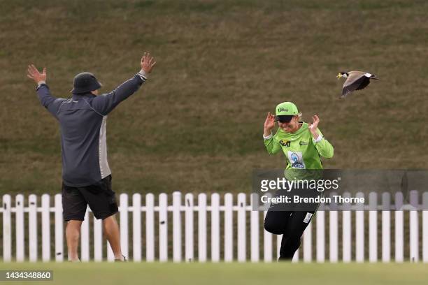 Phoebe Litchfield of the Thunder reacts after being swooped by a Plover during the Women's Big Bash League match between the Hobart Hurricanes and...