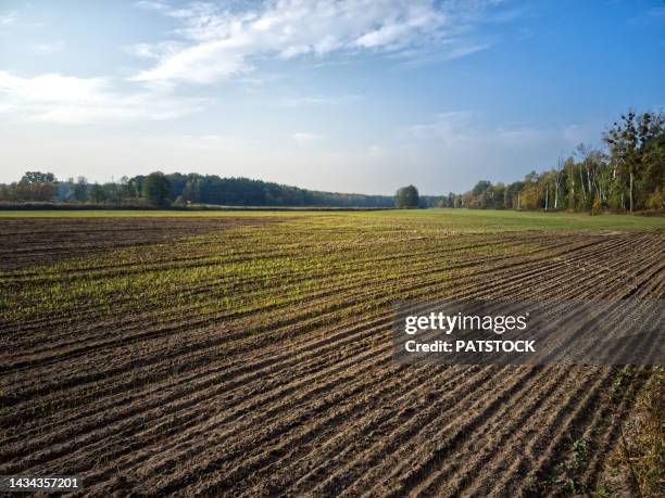 young grain shoots protruding in the field. - campo arado fotografías e imágenes de stock