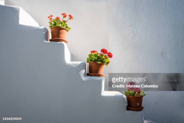 flower pots on a staircase of a white building, paros, greece - vegetação mediterranea imagens e fotografias de stock