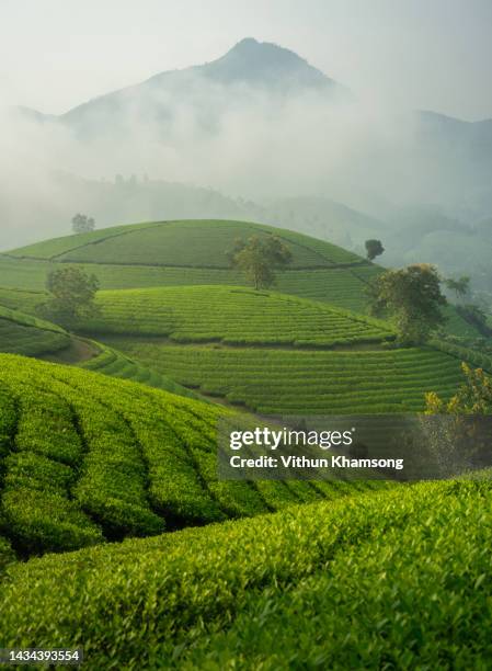 green tea farm at long coc, vietnam - thee gewas stockfoto's en -beelden