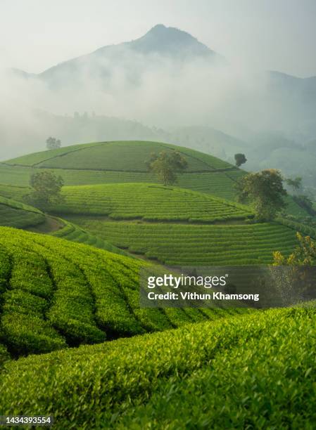 green tea farm at long coc, vietnam - plantation tea bildbanksfoton och bilder