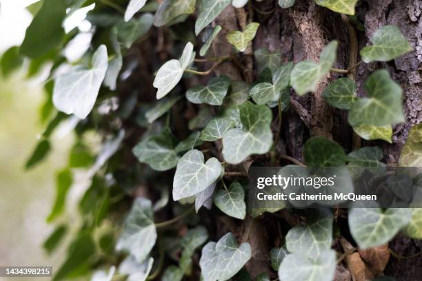 old tree laden with climbing ivy vine - ground ivy stock pictures, royalty-free photos & images