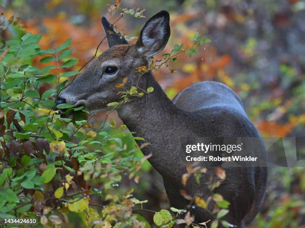 deer browsing shrub in autumn - deer eye stockfoto's en -beelden