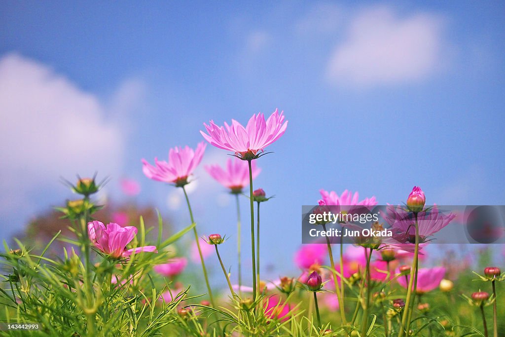 Cosmos flowers