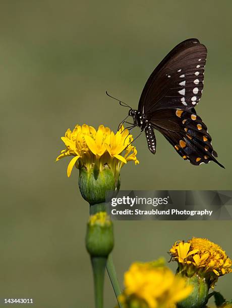 spicebushswallowtail butterfly - spice swallowtail butterfly stock pictures, royalty-free photos & images