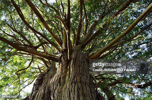 upward view of japanese cypress tree - large ストックフォトと画像