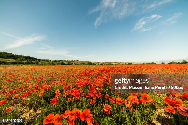 scenic view of flowering plants on field against sky - fleur de pavot photos et images de collection