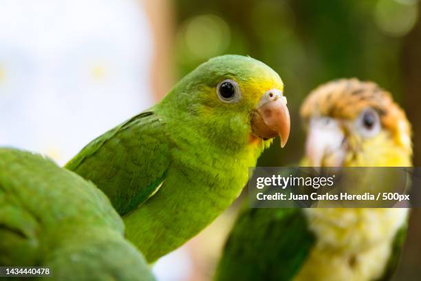 close-up of parrots perching outdoors,tambopata,madre de dios,peru - pluma de ave stock-fotos und bilder